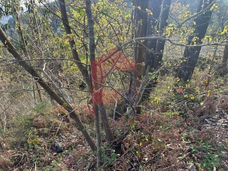 Terreno para Venda em Oriz (Santa Marinha) e Oriz (São Miguel) Foto 24