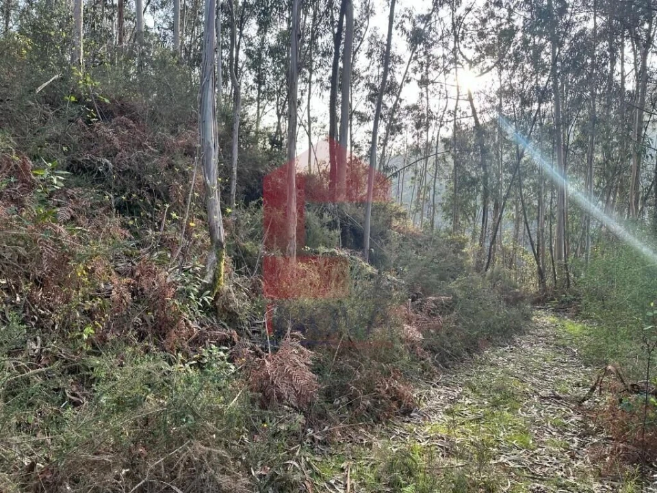 Terreno para Venda em Oriz (Santa Marinha) e Oriz (São Miguel) Foto 17