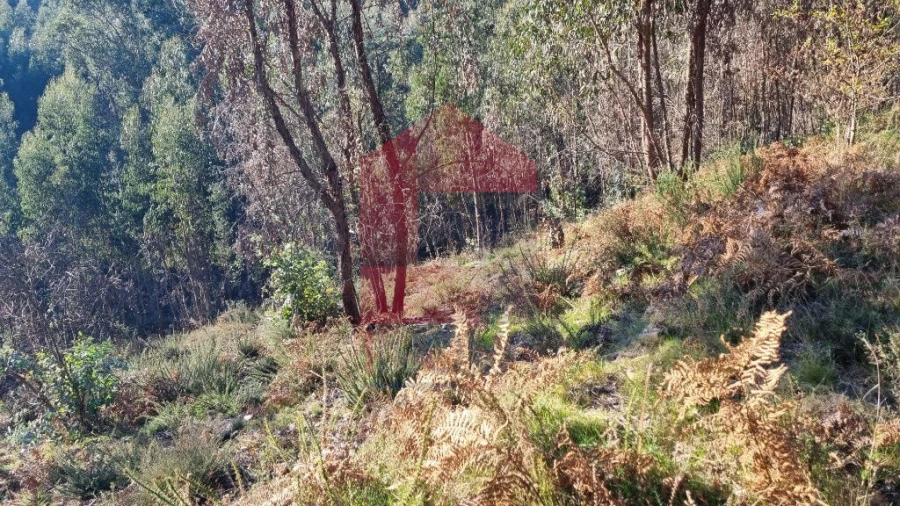 Terreno para Venda em Pico de Regalados, Gondiães e Mós Foto 6
