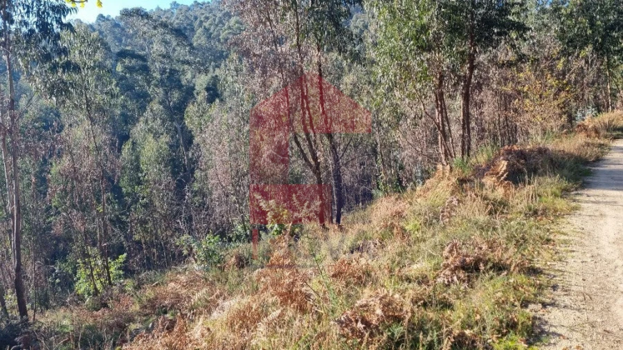 Terreno para Venda em Pico de Regalados, Gondiães e Mós Foto 2
