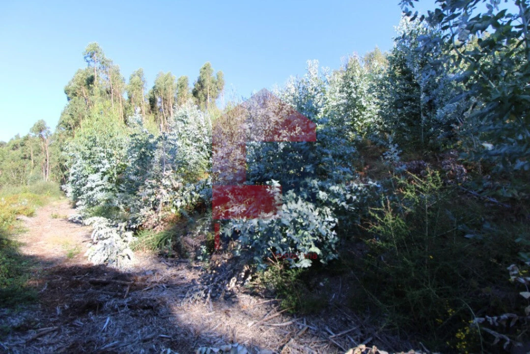 Terreno para Venda em Carreiras (São Miguel) e Carreiras (Santiago) Foto 17