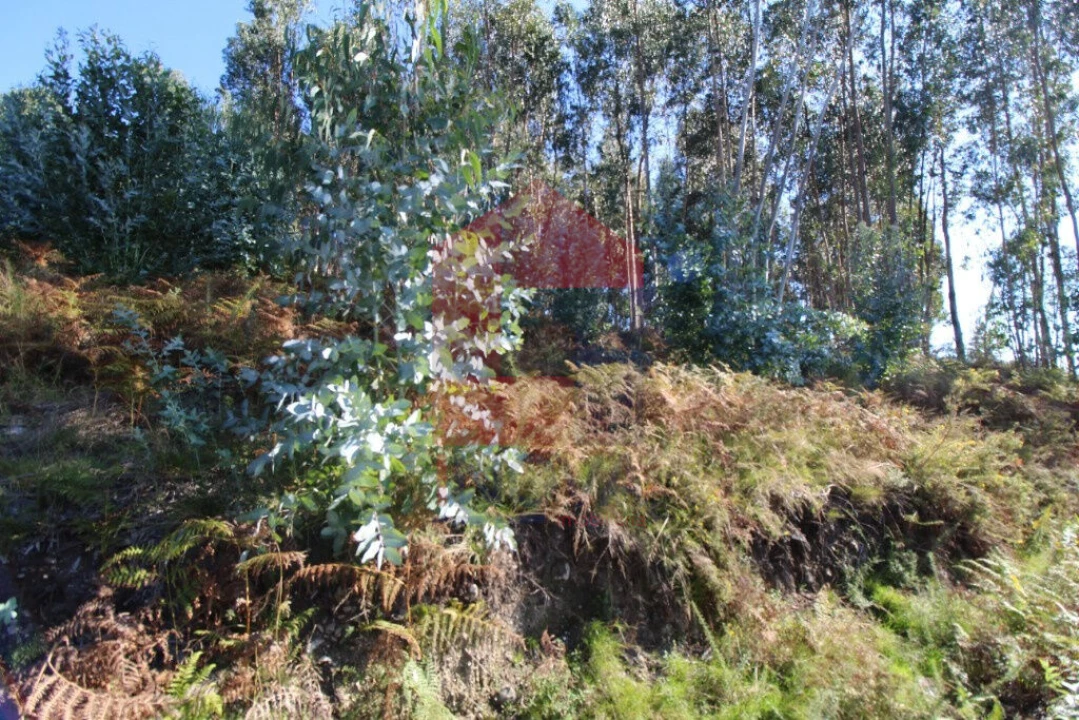 Terreno para Venda em Carreiras (São Miguel) e Carreiras (Santiago) Foto 12