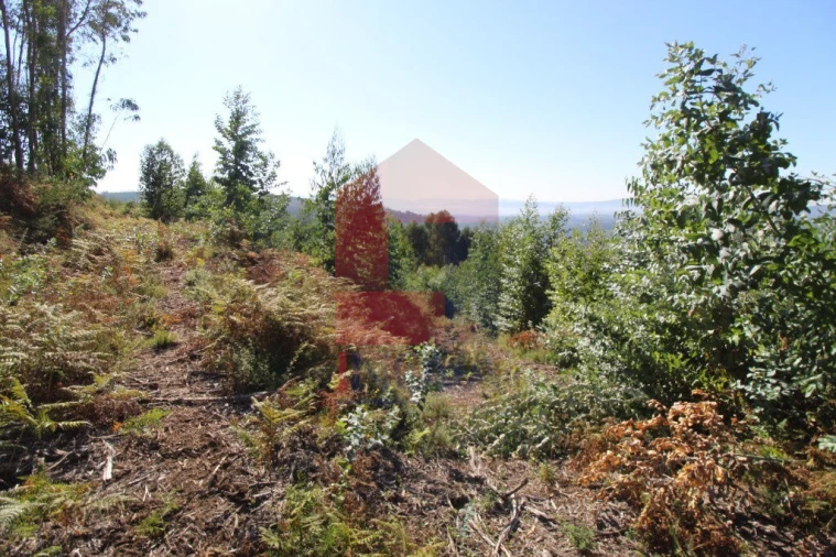 Terreno para Venda em Carreiras (São Miguel) e Carreiras (Santiago) Foto 11