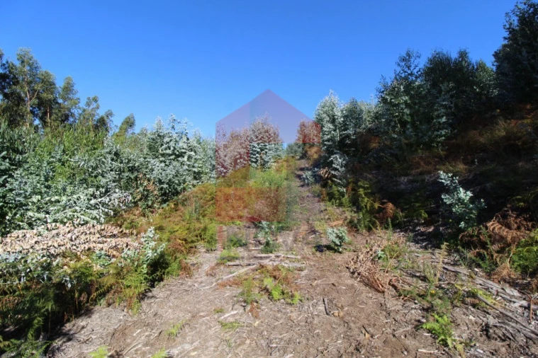 Terreno para Venda em Carreiras (São Miguel) e Carreiras (Santiago) Foto 13