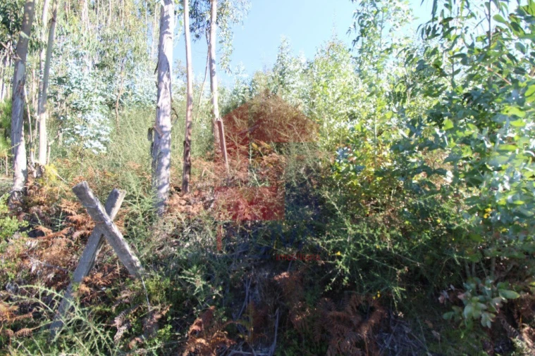 Terreno para Venda em Carreiras (São Miguel) e Carreiras (Santiago) Foto 19