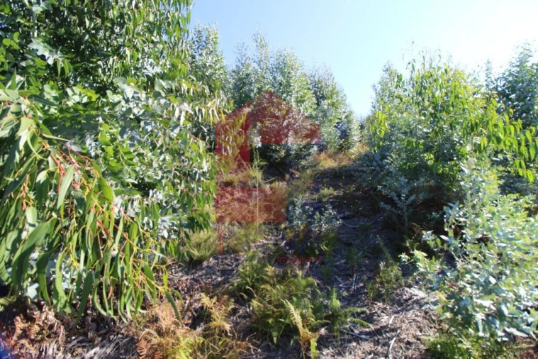 Terreno para Venda em Carreiras (São Miguel) e Carreiras (Santiago) Foto 3