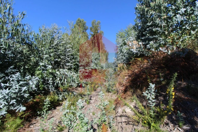 Terreno para Venda em Carreiras (São Miguel) e Carreiras (Santiago) Foto 14