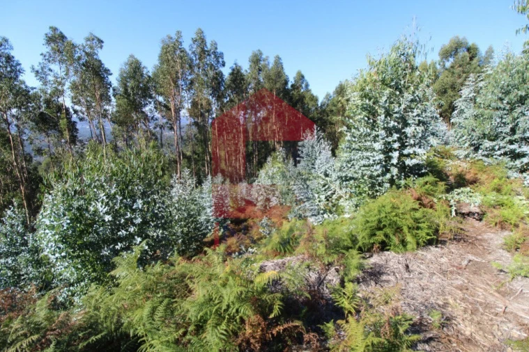 Terreno para Venda em Carreiras (São Miguel) e Carreiras (Santiago) Foto 1