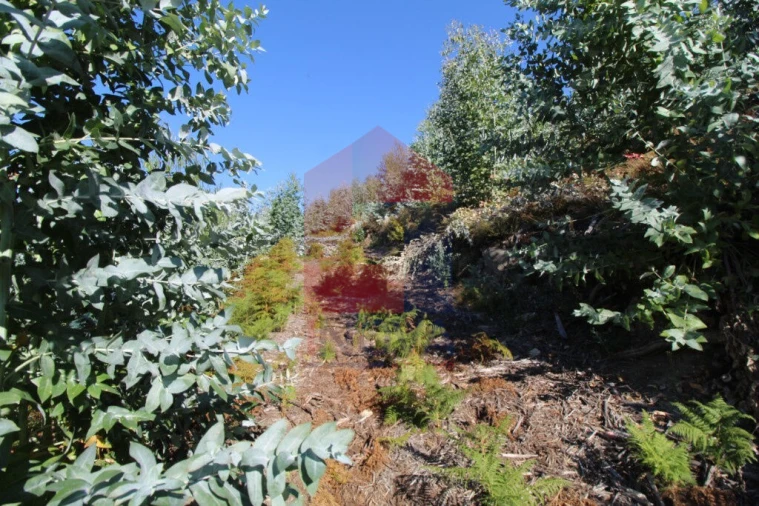 Terreno para Venda em Carreiras (São Miguel) e Carreiras (Santiago) Foto 10