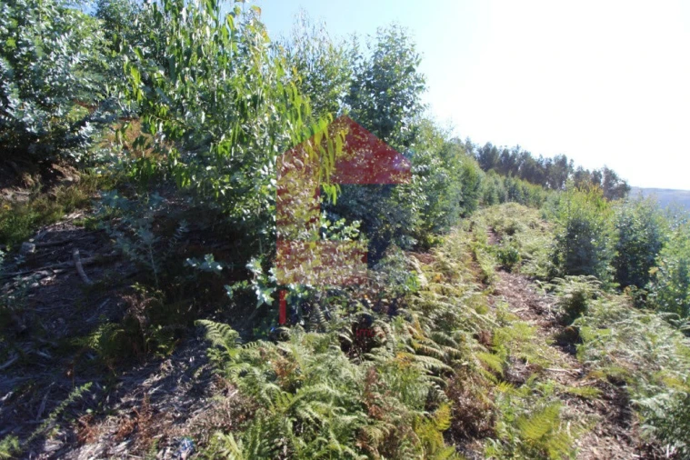 Terreno para Venda em Carreiras (São Miguel) e Carreiras (Santiago) Foto 5