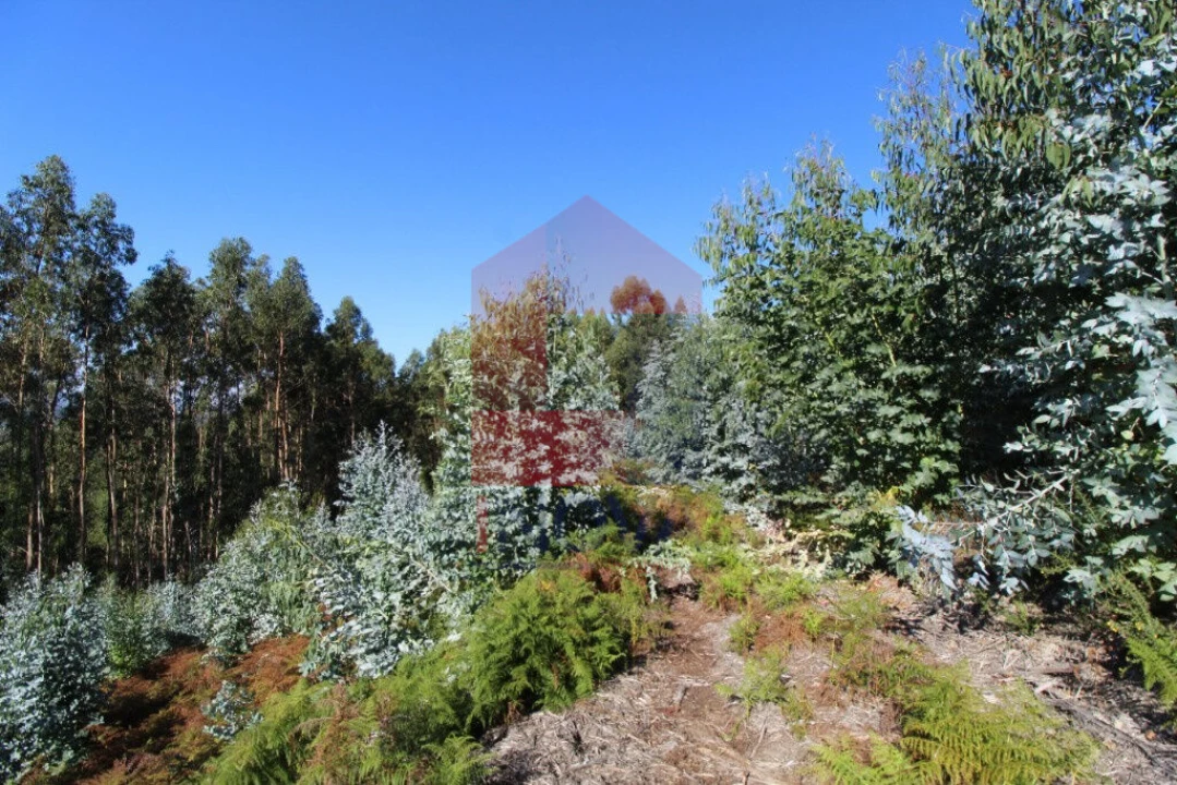 Terreno para Venda em Carreiras (São Miguel) e Carreiras (Santiago) Foto 2