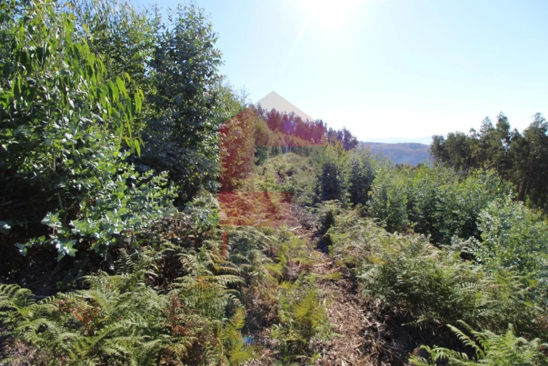 Terreno para Venda em Carreiras (São Miguel) e Carreiras (Santiago) Foto 4