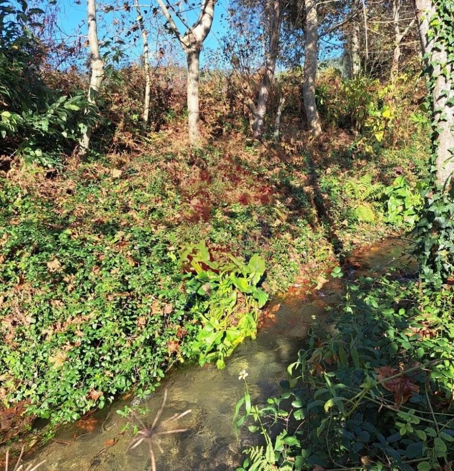 Terreno para Venda em Pico de Regalados, Gondiães e Mós Foto 5