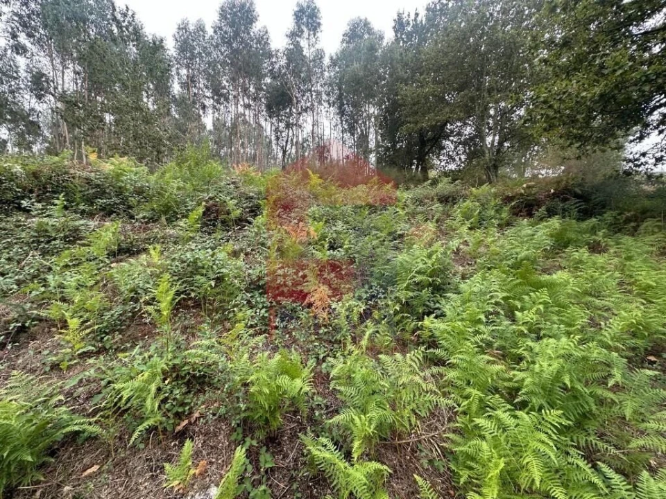 Terreno para Venda em Verim, Friande e Ajude Foto 18