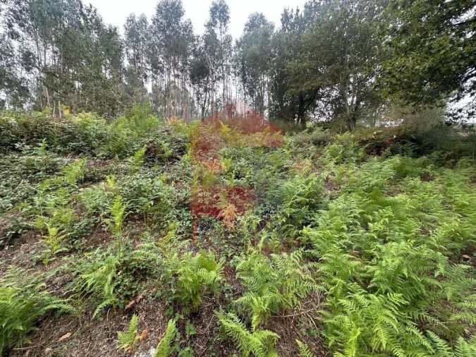 Terreno para Venda em Verim, Friande e Ajude Foto 18