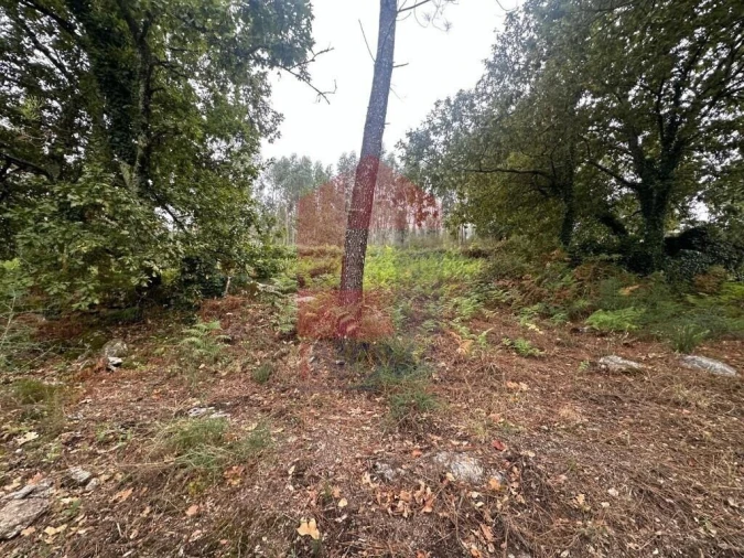 Terreno para Venda em Verim, Friande e Ajude Foto 20