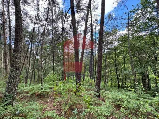 Terreno para Venda em Sande, Vilarinho, Barros e Gomide Foto 8