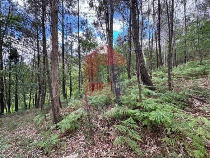 Terreno para Venda em Sande, Vilarinho, Barros e Gomide Foto 6