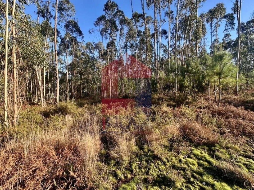 Terreno para Venda em Alheira e Igreja Nova Foto 8
