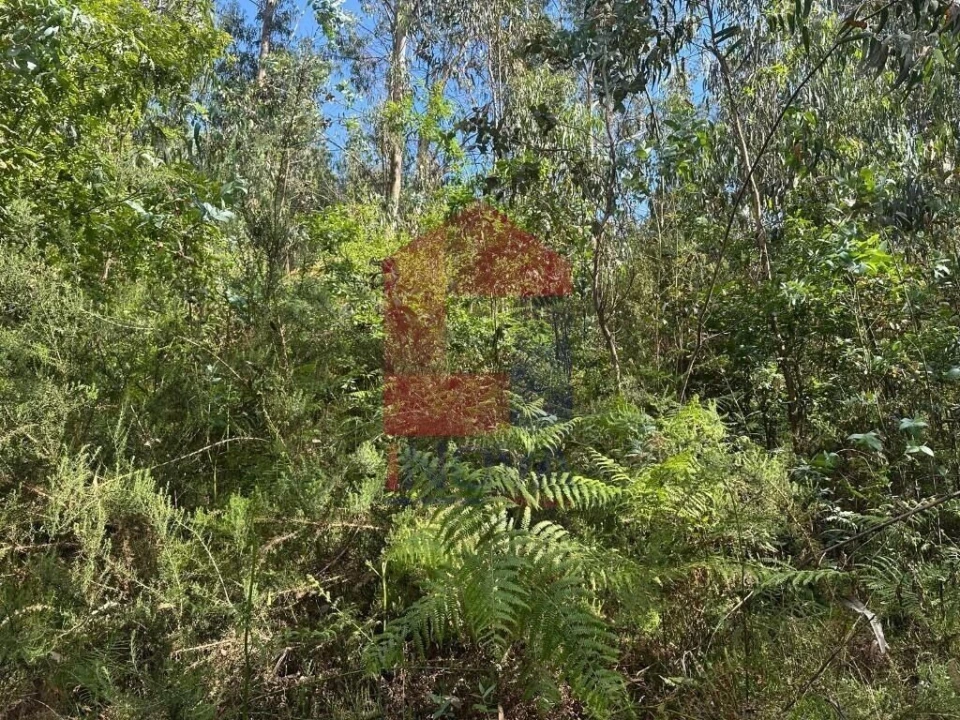 Terreno para Venda em Carreiras (São Miguel) e Carreiras (Santiago) Foto 10