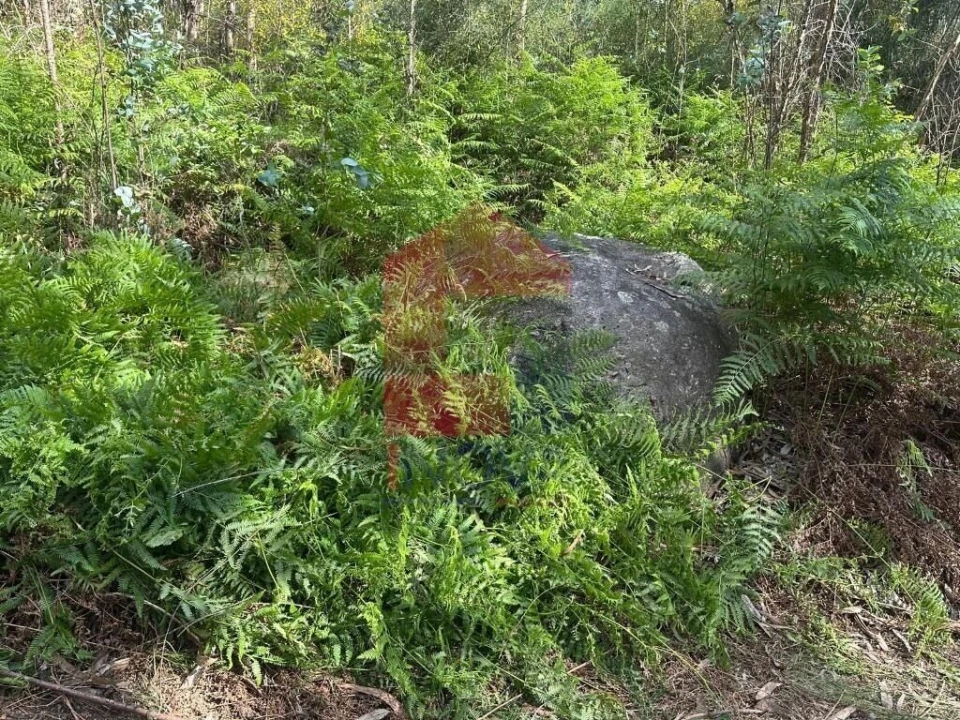 Terreno para Venda em Carreiras (São Miguel) e Carreiras (Santiago) Foto 3