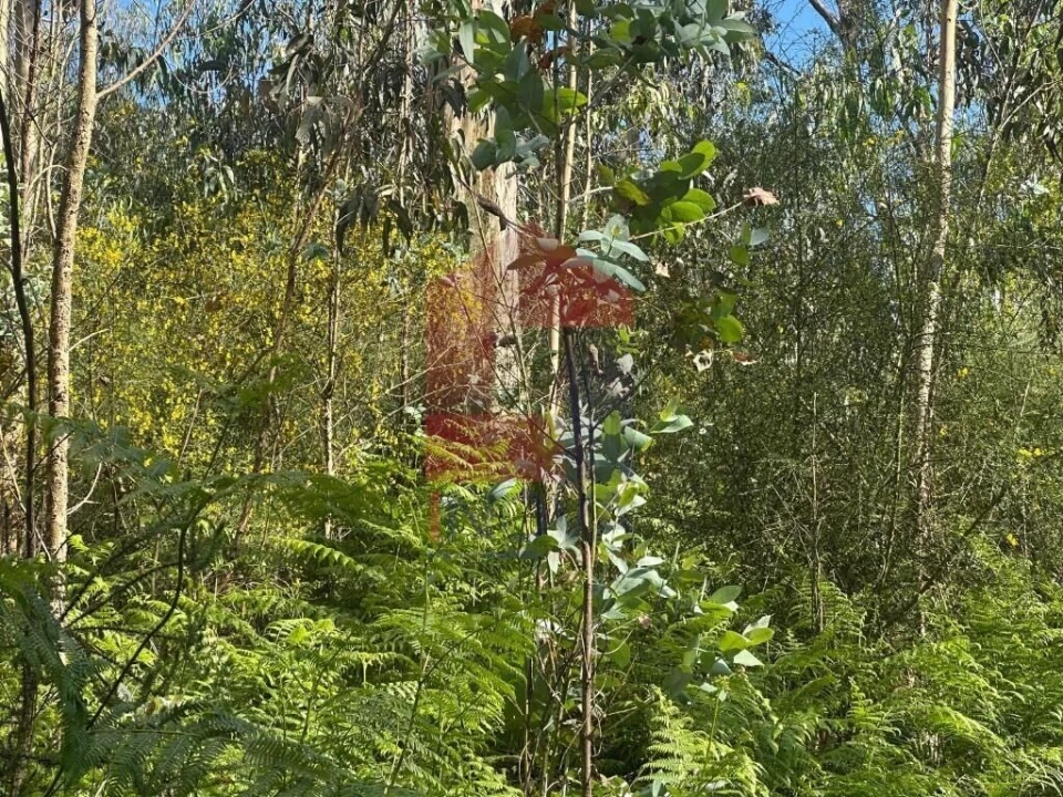 Terreno para Venda em Carreiras (São Miguel) e Carreiras (Santiago) Foto 12