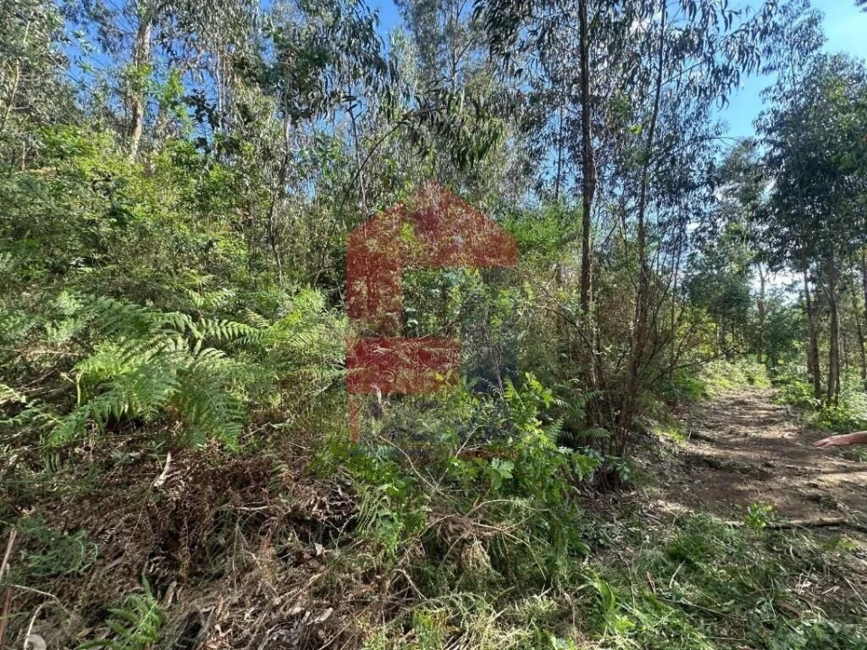 Terreno para Venda em Carreiras (São Miguel) e Carreiras (Santiago) Foto 11