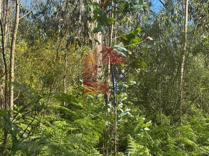Terreno para Venda em Carreiras (São Miguel) e Carreiras (Santiago) Foto 12