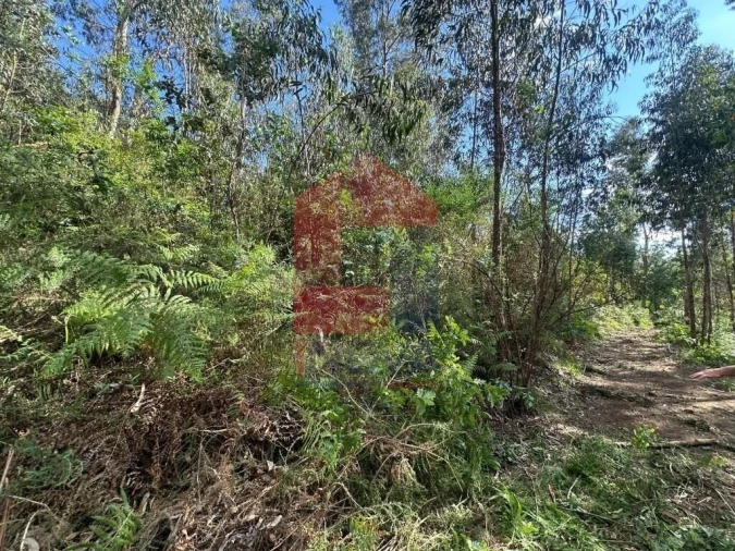 Terreno para Venda em Carreiras (São Miguel) e Carreiras (Santiago) Foto 11