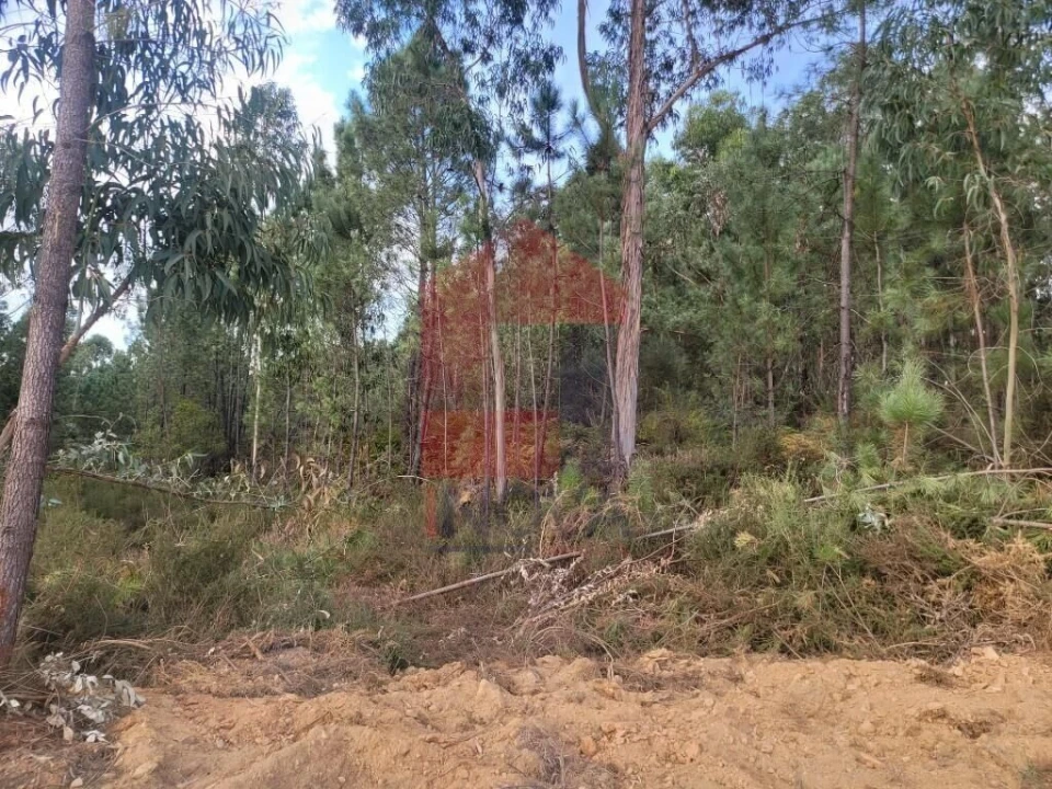 Terreno para Venda em Escariz (São Mamede) e Escariz (São Martinho) Foto 6