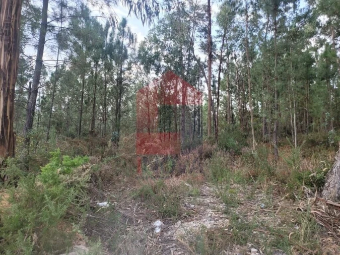 Terreno para Venda em Escariz (São Mamede) e Escariz (São Martinho) Foto 17
