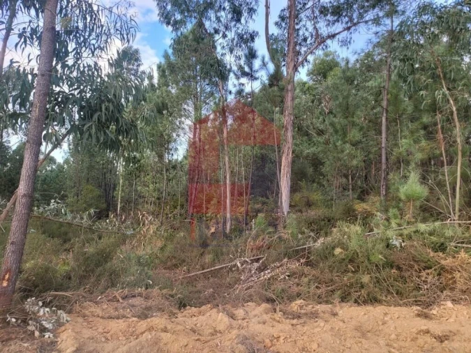 Terreno para Venda em Escariz (São Mamede) e Escariz (São Martinho) Foto 2