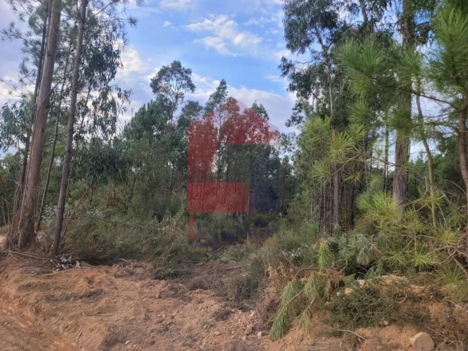 Terreno para Venda em Escariz (São Mamede) e Escariz (São Martinho) Foto 9