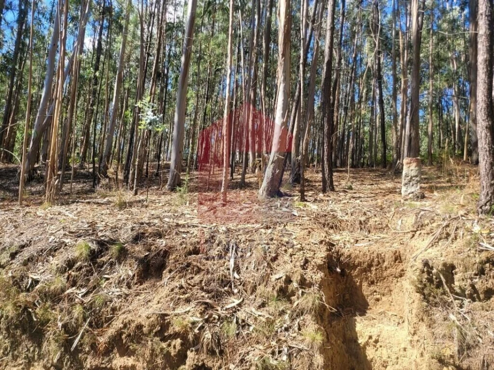 Terreno para Venda em Marrancos e Arcozelo Foto 6