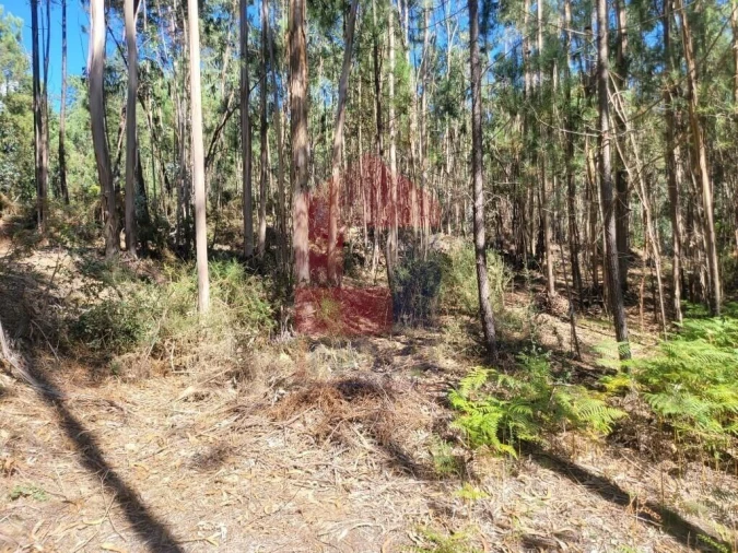 Terreno para Venda em Marrancos e Arcozelo Foto 11