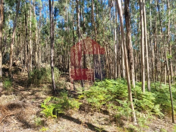 Terreno para Venda em Marrancos e Arcozelo Foto 10