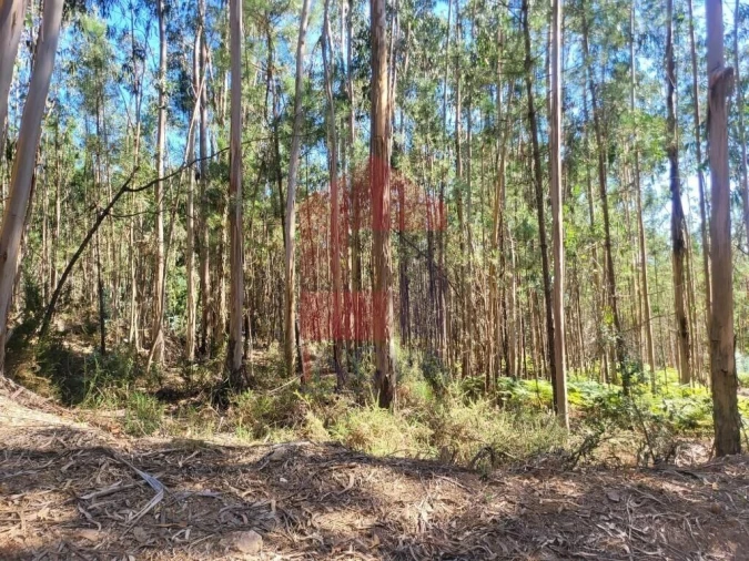 Terreno para Venda em Marrancos e Arcozelo Foto 3
