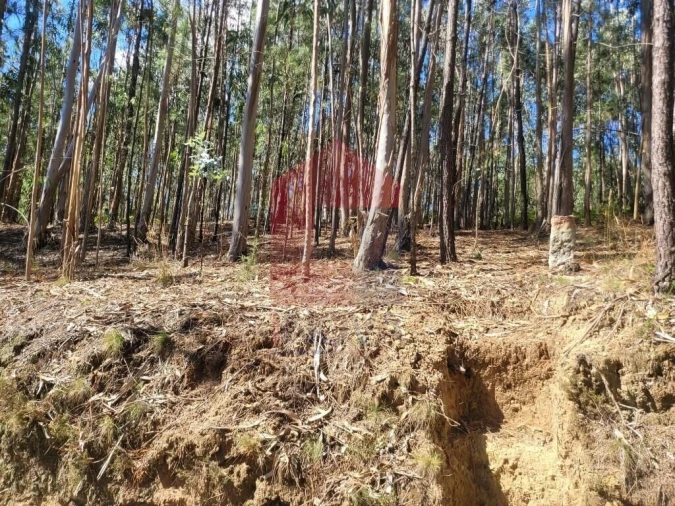 Terreno para Venda em Marrancos e Arcozelo Foto 6