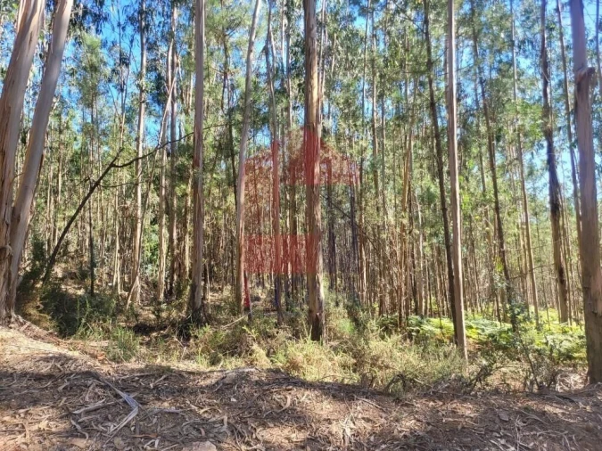Terreno para Venda em Marrancos e Arcozelo Foto 8