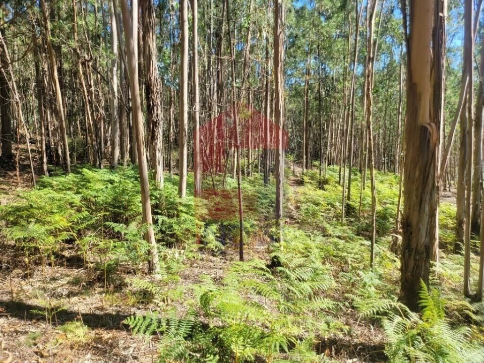 Terreno para Venda em Marrancos e Arcozelo Foto 13