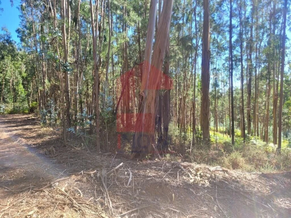 Terreno para Venda em Marrancos e Arcozelo Foto 2