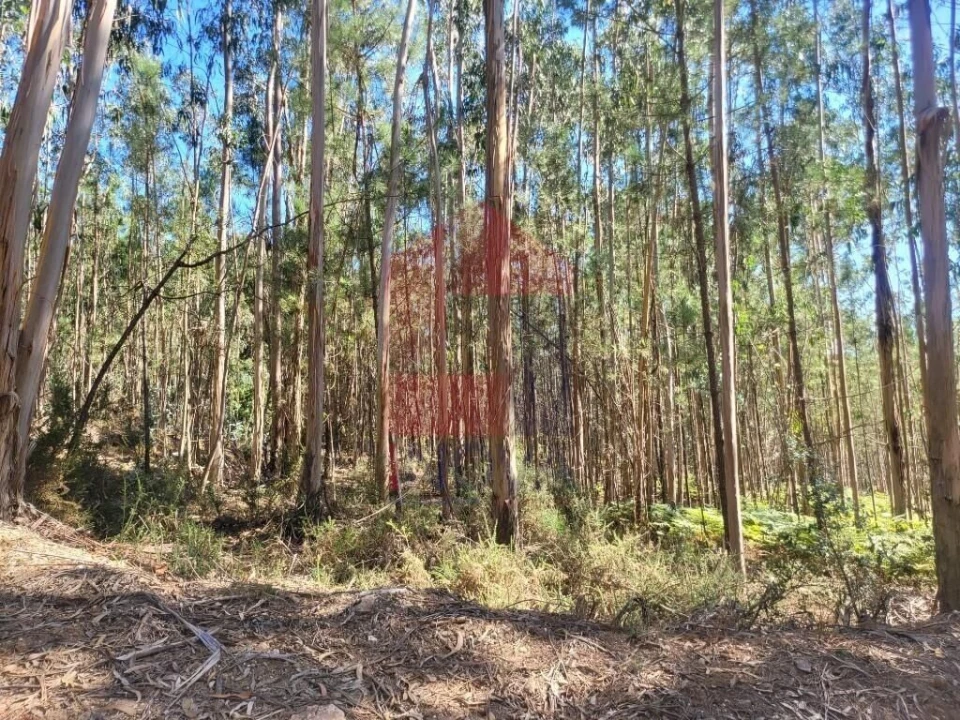Terreno para Venda em Marrancos e Arcozelo Foto 8