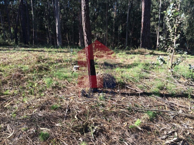 Terreno para Venda em Carreiras (São Miguel) e Carreiras (Santiago) Foto 2