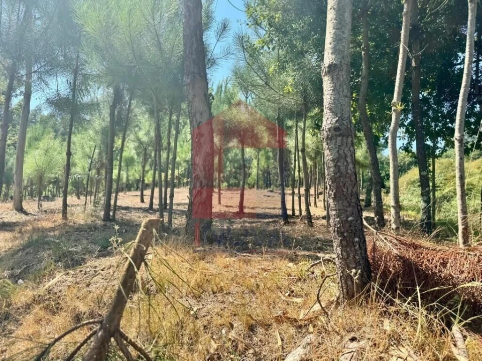Terreno para Venda em Esqueiros, Nevogilde e Travassós Foto 13