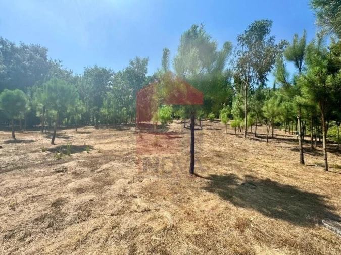 Terreno para Venda em Esqueiros, Nevogilde e Travassós Foto 14