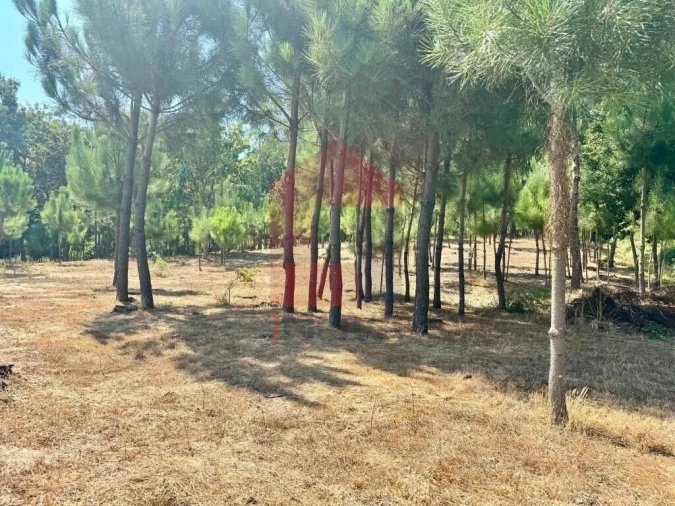 Terreno para Venda em Esqueiros, Nevogilde e Travassós Foto 6