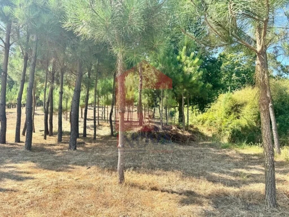 Terreno para Venda em Esqueiros, Nevogilde e Travassós Foto 9