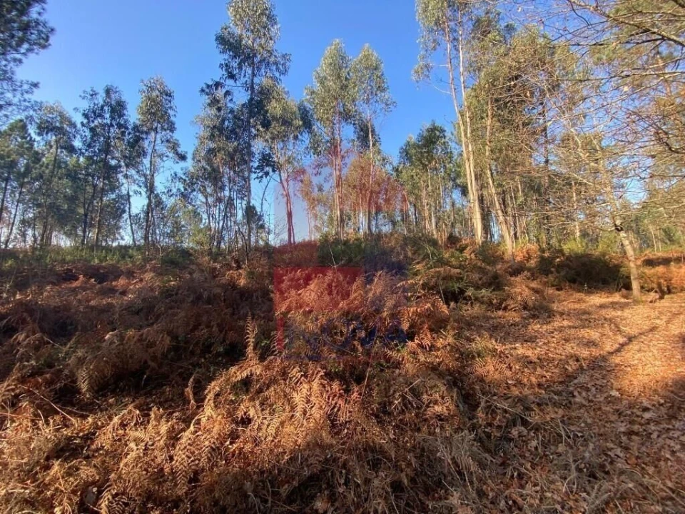 Terreno para Venda em Esqueiros, Nevogilde e Travassós Foto 16