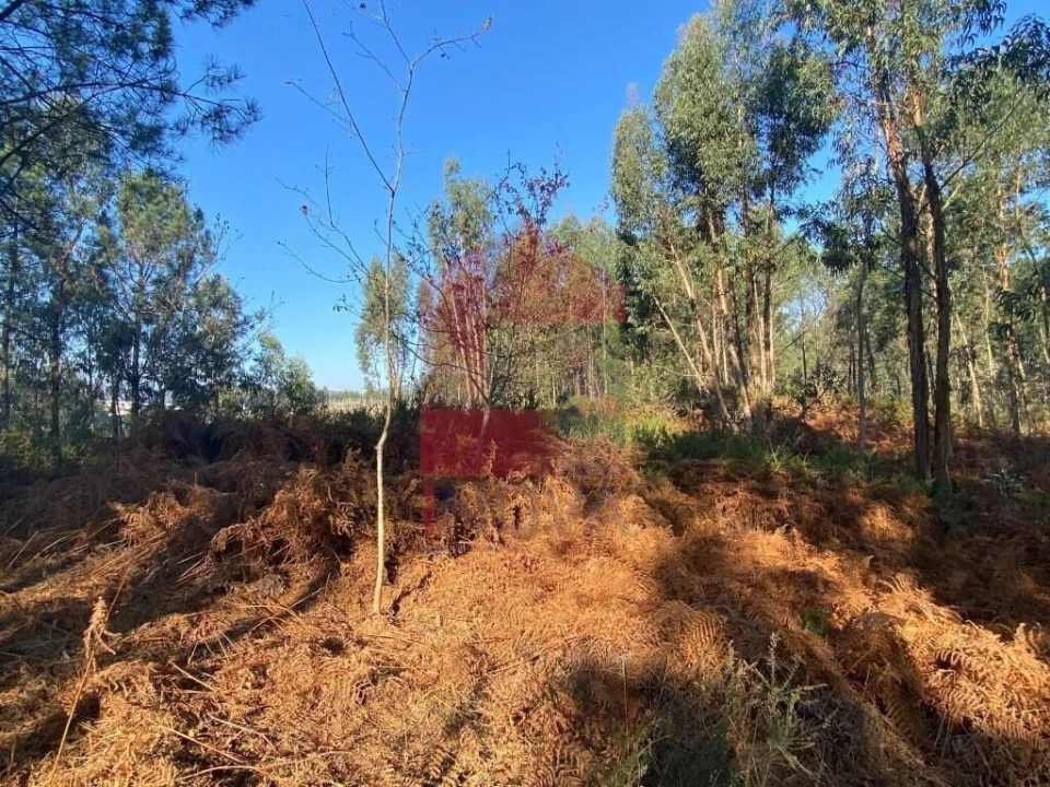 Terreno para Venda em Esqueiros, Nevogilde e Travassós Foto 10