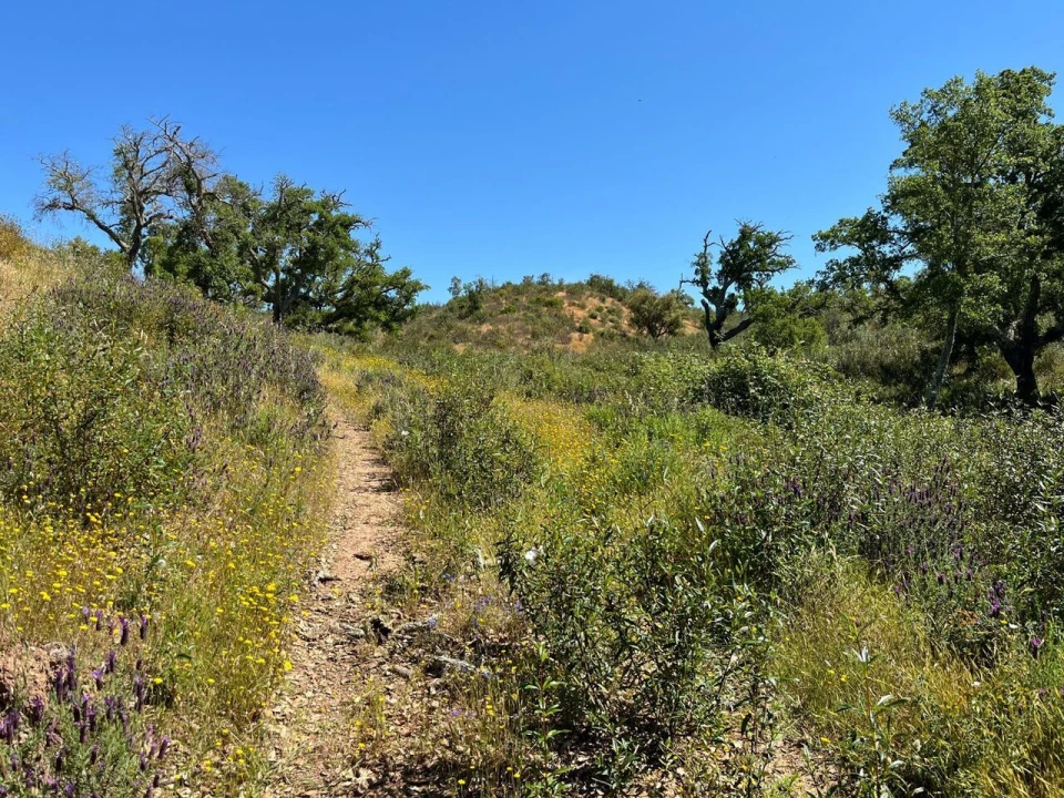Terreno para Venda em Santiago do Cacém, Santa Cruz e São Bartolomeu da Serra Foto 21